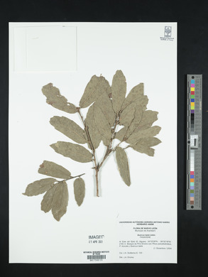 Quercus laeta image