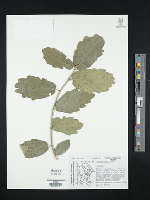 Quercus laeta image