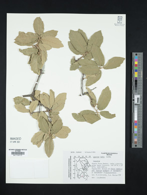 Quercus laeta image