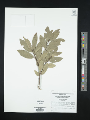 Quercus laeta image