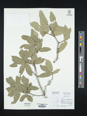 Quercus laeta image