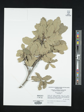 Quercus laeta image