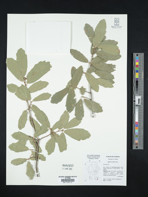 Quercus laeta image