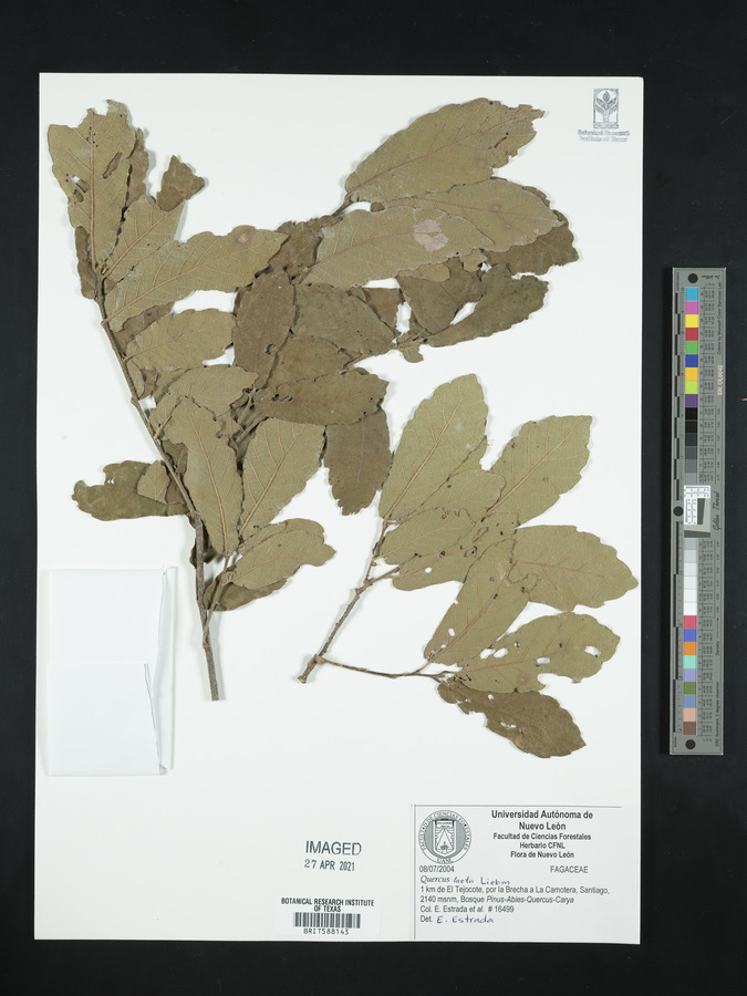 Quercus laeta image