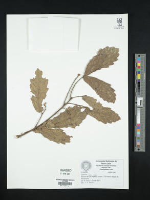 Quercus laeta image