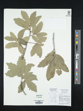 Quercus laeta image