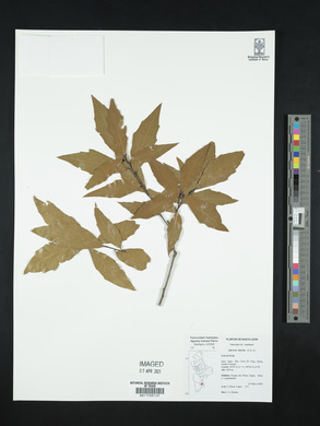 Quercus laurina image