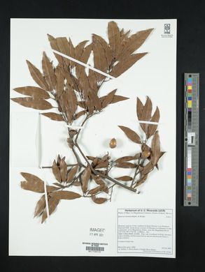 Quercus laurina image