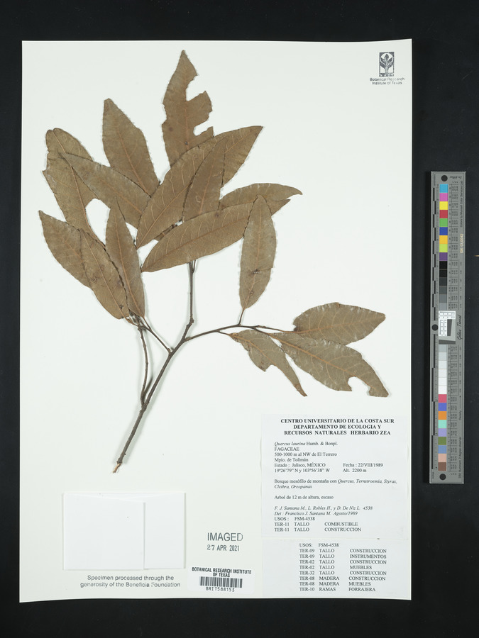 Quercus laurina image