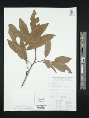 Quercus laurina image