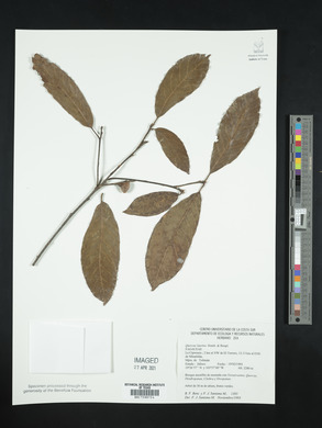 Quercus laurina image