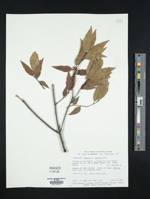 Quercus laurina image