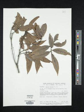 Quercus laurina image