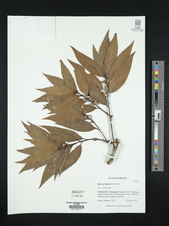 Quercus laurina image