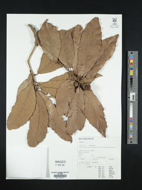 Quercus magnoliifolia image