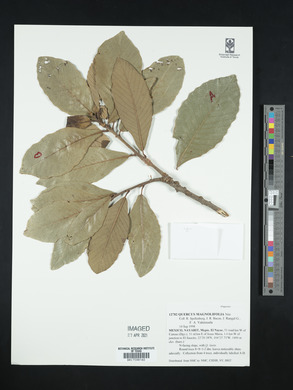 Quercus magnoliifolia image