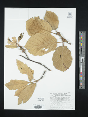 Quercus mcvaughii image