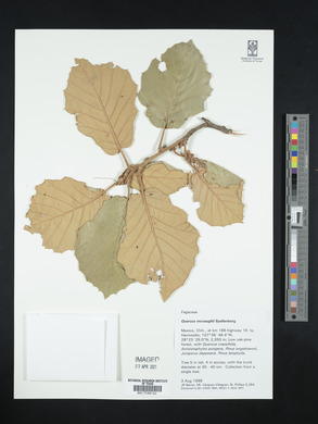 Quercus mcvaughii image