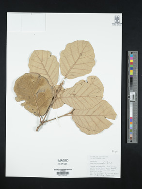 Quercus mcvaughii image