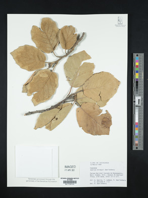 Quercus mcvaughii image