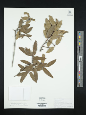 Quercus mexicana image