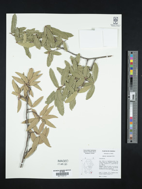 Quercus mexicana image