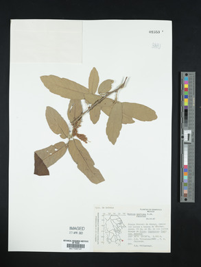 Quercus mexicana image