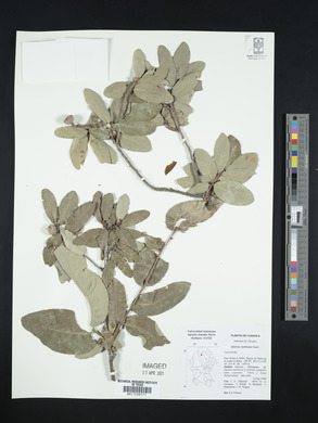 Quercus mohriana image