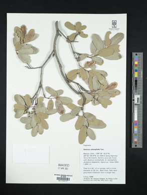 Quercus oblongifolia image