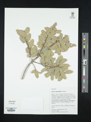 Quercus oblongifolia image