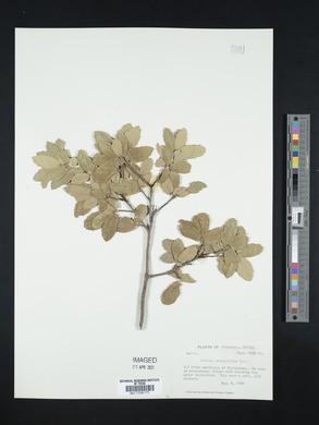 Quercus oblongifolia image