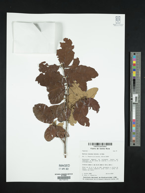 Quercus oleoides image