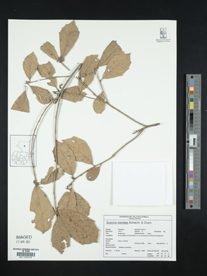 Quercus oleoides image