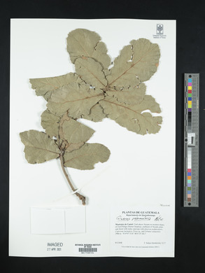 Quercus peduncularis image