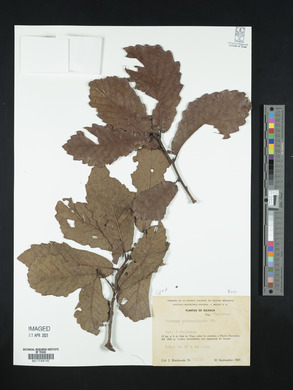 Quercus peduncularis image