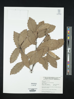 Quercus peduncularis image