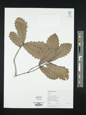 Quercus peduncularis image