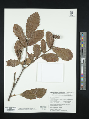 Quercus peduncularis image