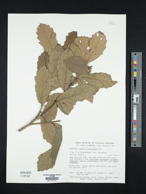 Quercus peduncularis image