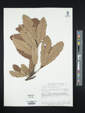 Quercus peduncularis image