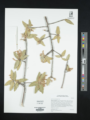 Quercus peninsularis image