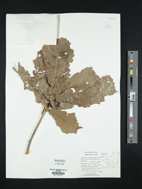 Quercus peduncularis image