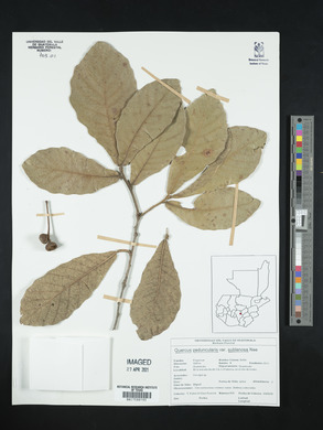 Quercus segoviensis image