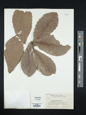 Quercus segoviensis image