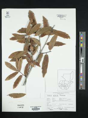 Quercus lancifolia image