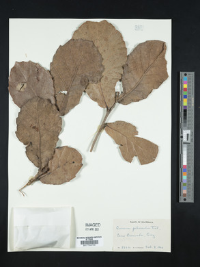 Quercus peduncularis image