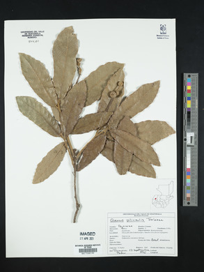 Quercus peduncularis image