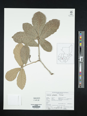 Quercus peduncularis image