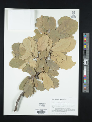 Quercus praeco image