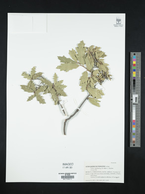 Quercus pungens image